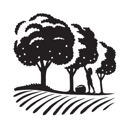 illustration of some trees